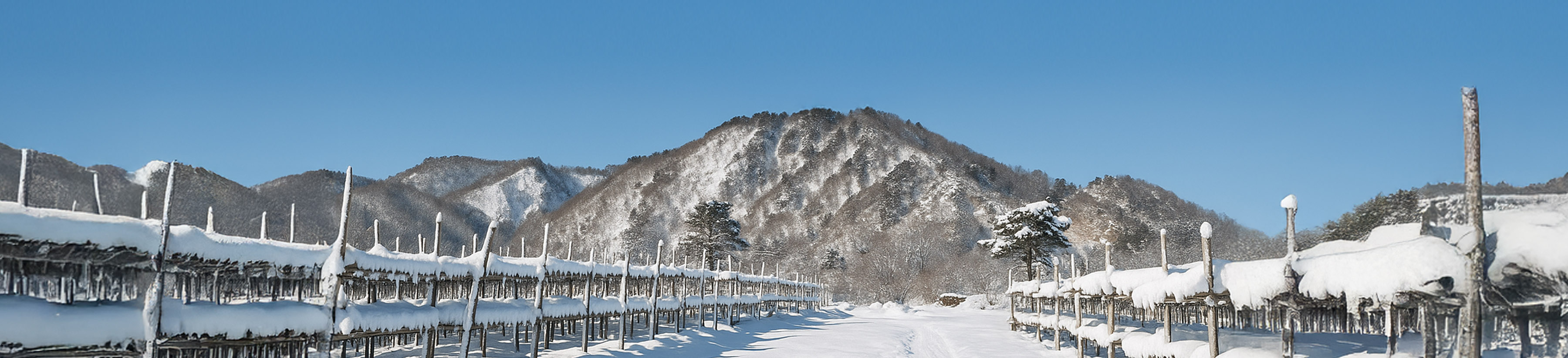 배경